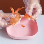 10pcs multi function spit bone plate set household food grade plastic elliptical plate set 2 5